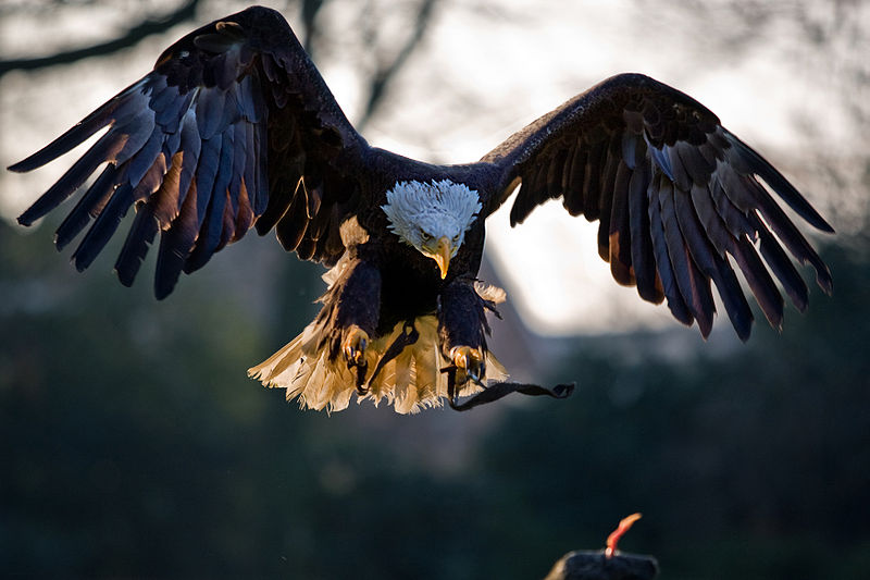 American Bald Eagle (Haliaeetus leucocephalus) | Photo: Joost Assink | Pulse en la imagen para mayor información